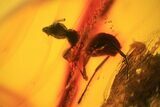 Detailed Fossil Ant (Formicidae) & Spider In Baltic Amber #81808-1